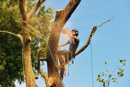 Chips Tree Service Celebrates 17 Years of Excellence in Phoenix, AZ