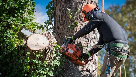 Arbor City Tree Care Celebrates Seven Years Serving Vancouver