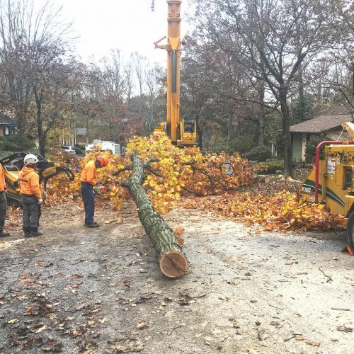 Hometown Tree Experts Expands Tree Removal Services Across Maryland