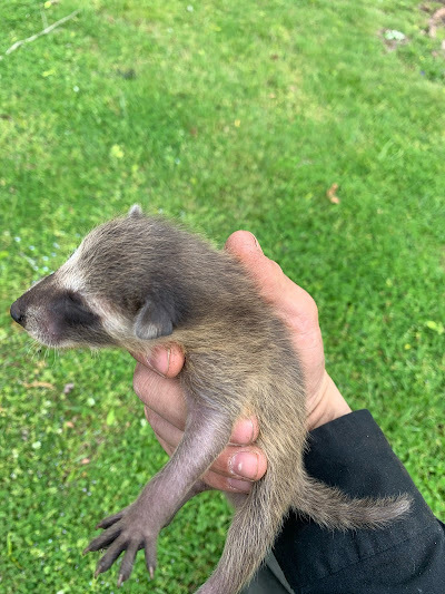 Birdman Wildlife Removal Services Leads in Nashville’s Wildlife Control