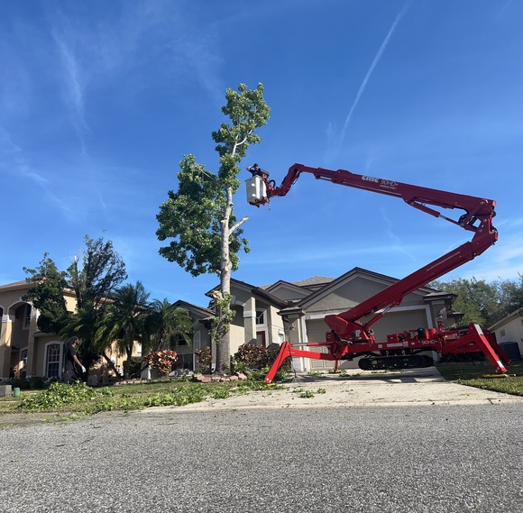 ABT Tree Care Coming Up On 1 Year of Excellence in Tree Services