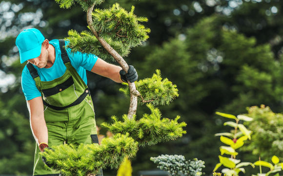 Price Right Trees Enhances Tree Maintenance in Fort Worth With Expert Services