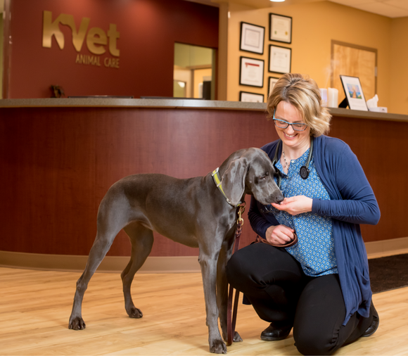 K. Vet Animal Care Elevates  Animal Hospital Standards with Cutting-Edge Treatments