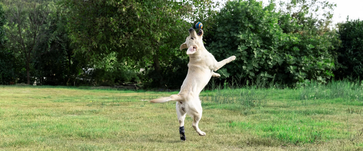 Fico Unveils Advanced Orthopedic Braces for Pets