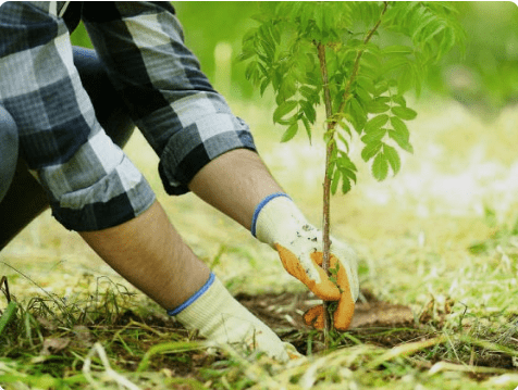 TreeNewal Provides Essential Spring Tree Care Across North Texas