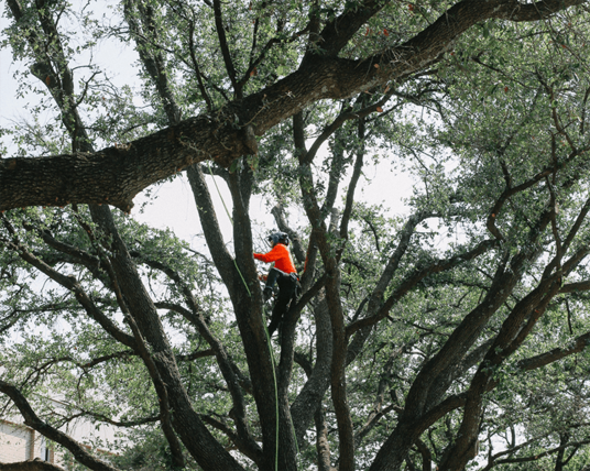 Price Right Supplies Fort Worth With High-Quality Trees From Oklahoma Tree Farm