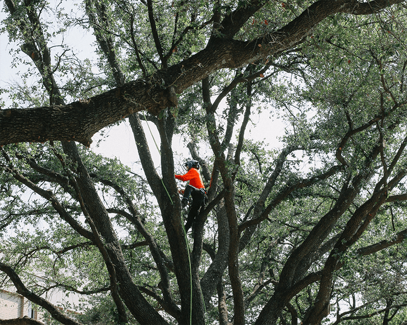 Price Right Supplies Fort Worth With High-Quality Trees From Oklahoma Tree Farm