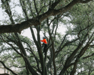 Price Right Supplies Fort Worth With High-Quality Trees From Oklahoma Tree Farm