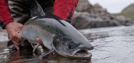 Salmon Fishing Holidays Scotland Announces Exclusive Partnership with Guide FlyFishing