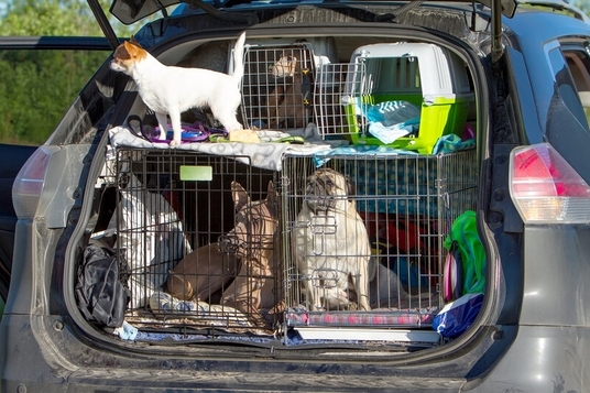 Cathy’s Critter Care Urges Pet Owners to Prepare for Emergencies