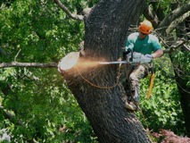 Tree Service Guys Delivers Fast and Safe Emergency Tree Removal in Fort Worth, TX