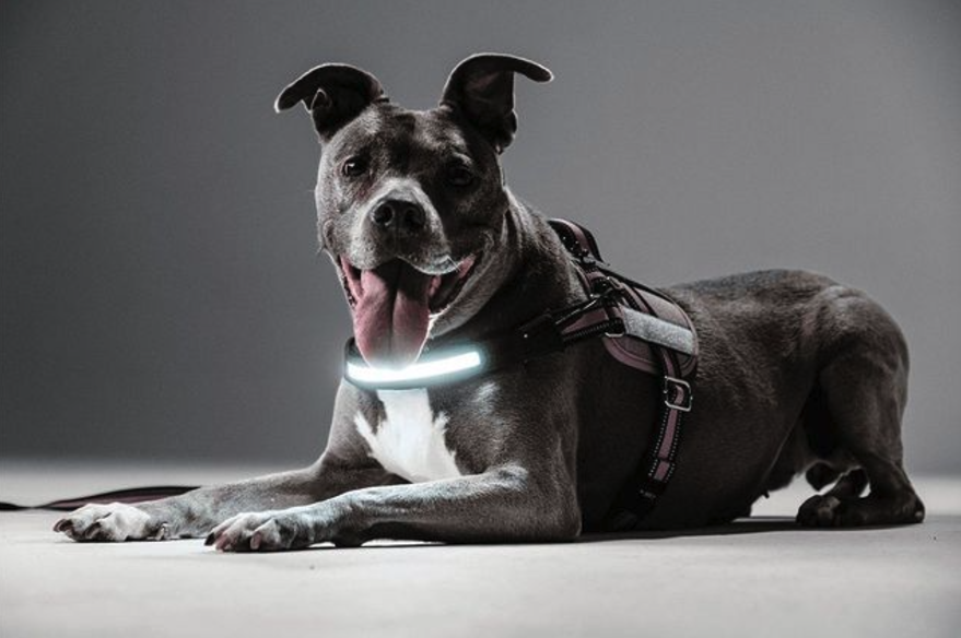 Lumi Pawtners Introduces Light-Up Dog Harness for Safe Dog Walking at Night 