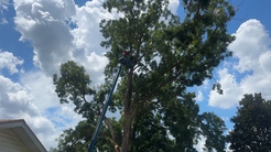 Big Fish & Little Fish Tree & Lawn Service Leads 24/7 Emergency Response in Peak Hurricane Season
