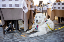 Dog Dynamix Brings Innovative Dog Training to Denver
