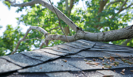 How Tree Damage Affects Your Roof and How to Prevent It