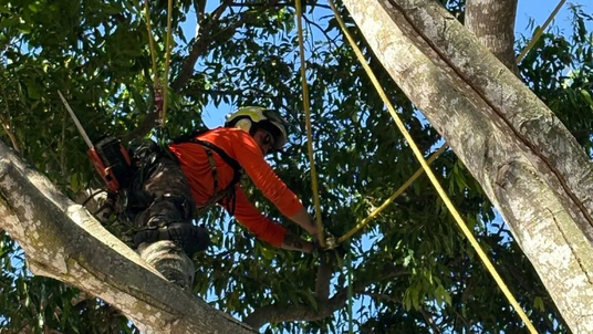 Morgan Treeman Arborist Solutions Launches New Website, Expands Tree Removal Services Across the Sunshine Coast