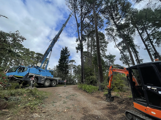 Transformed Tree Services Celebrates 16 Years as a Trusted Tree Removal Company in Croydon