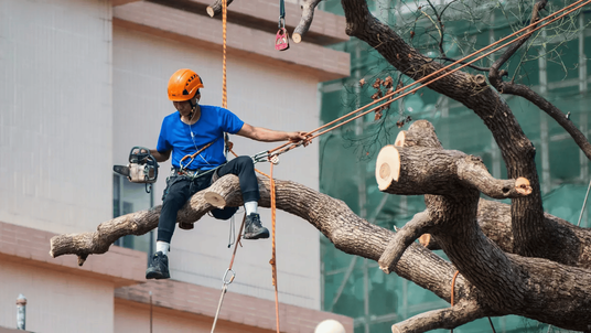 Scottsdale Tree Services and Tree Removal Expands Its Expert Tree Services to Scottsdale, AZ