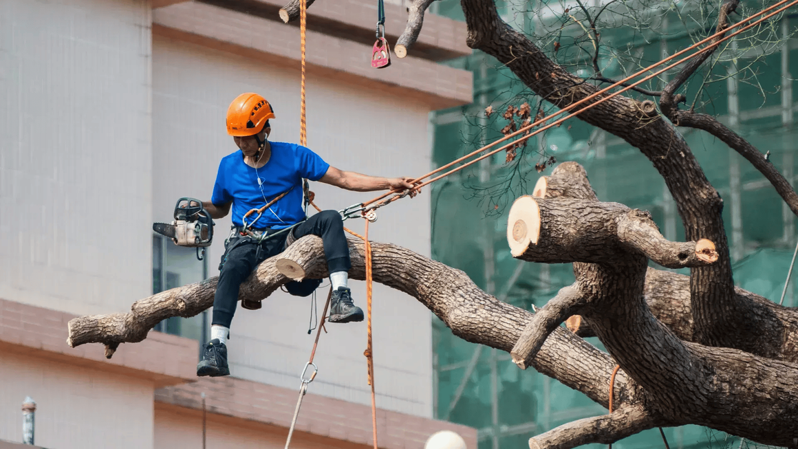 Scottsdale Tree Services and Tree Removal Expands Its Expert Tree Services to Scottsdale, AZ