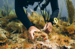 Coral Vita's Adopt a Coral Program Wins Top Eco-Friendly Gift Recognition Across Leading Sustainability Publications