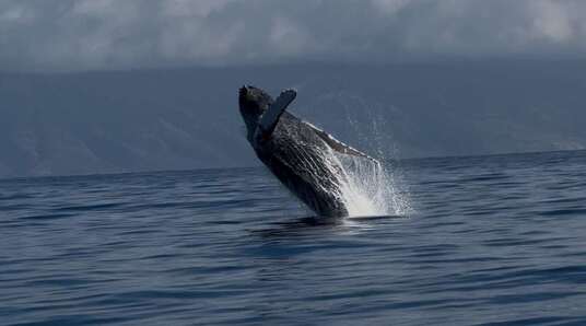 Kaanapali Ocean Adventures Welcomes Humpback Whale Season
