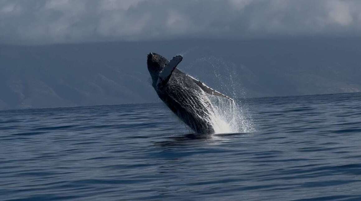 Kaanapali Ocean Adventures Welcomes Humpback Whale Season 