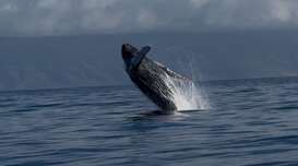 Kaanapali Ocean Adventures Welcomes Humpback Whale Season 