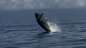 Kaanapali Ocean Adventures Welcomes Humpback Whale Season 