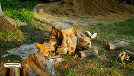 Treemendous Reviews  Signal Growing Homeowner Confidence  in Wilmington DE Tree Care