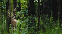 Wildlife Tree Nursery Approach Gains Traction Among Landowners Focused on Long-Term Deer Habitat