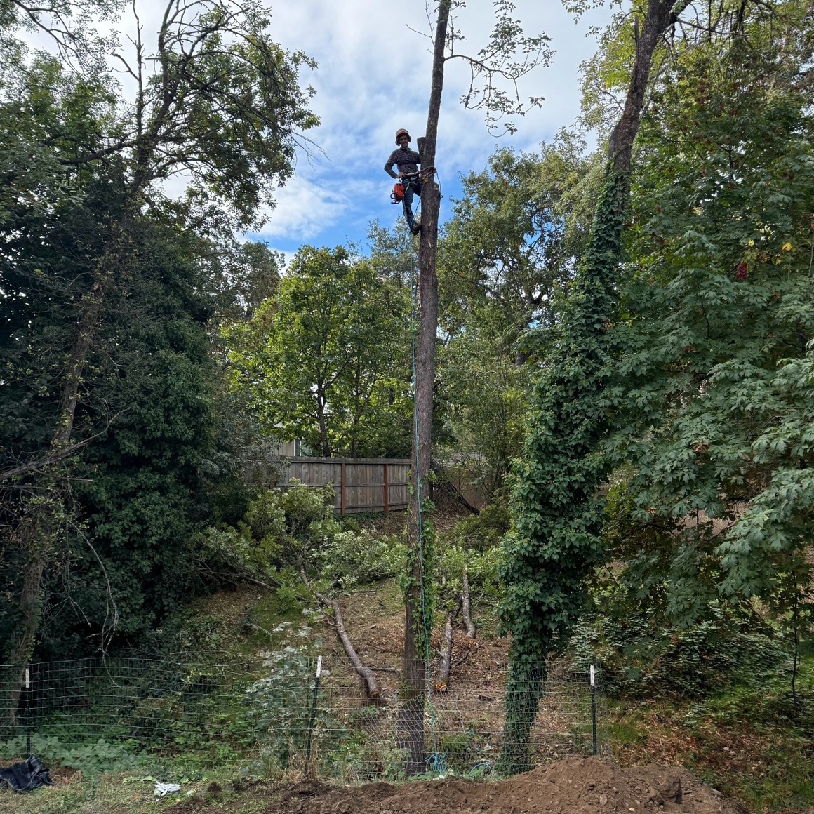 Tree Titans LLC Expands Tree Services Across Southern Oregon to Help Property Owners Address Hazardous Trees