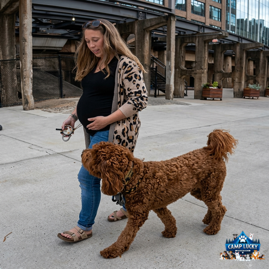 Camp Lucky Board and Train Omaha Transforms Untrained Goldendoodle Through 2-Week Training Program