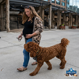 Camp Lucky Board and Train Omaha Transforms Untrained Goldendoodle Through 2-Week Training Program