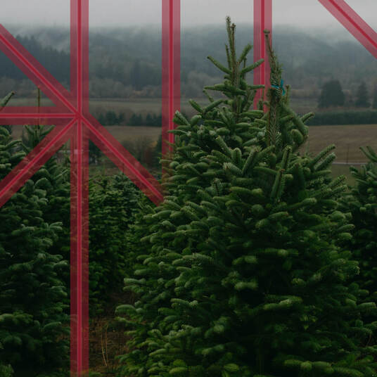 From Spreadsheets to Scalable Systems: Northern Family Farms Triples Growth with Solution Builders