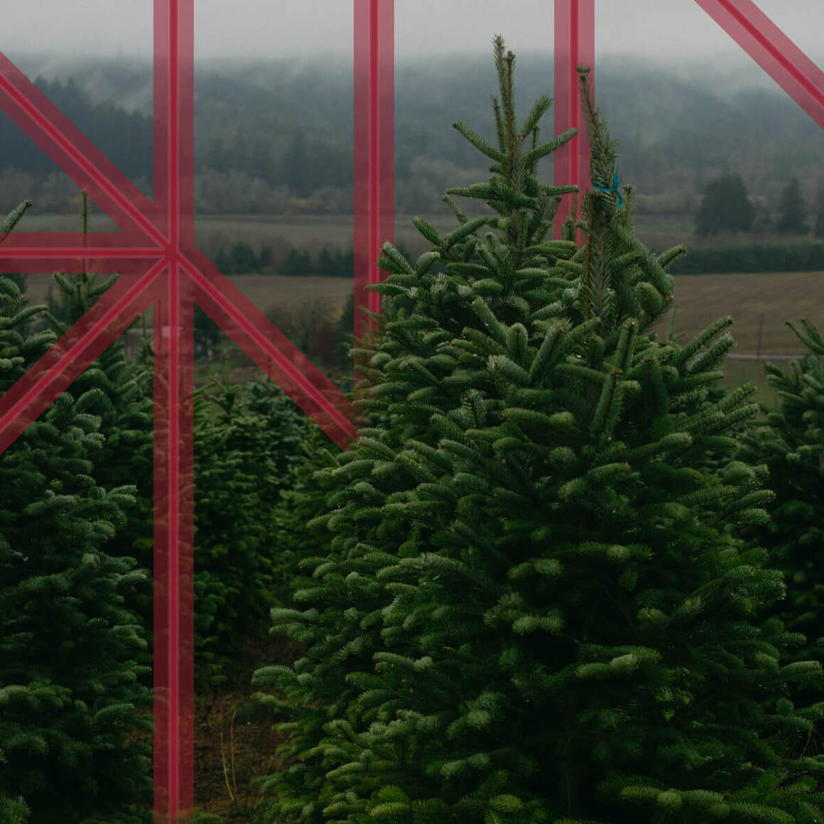 From Spreadsheets to Scalable Systems: Northern Family Farms Triples Growth with Solution Builders