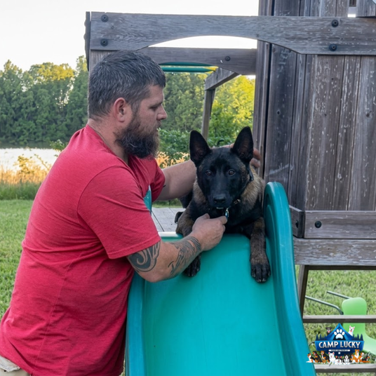 Camp Lucky Board and Train Kansas City Features Belgian Malinois Transformation