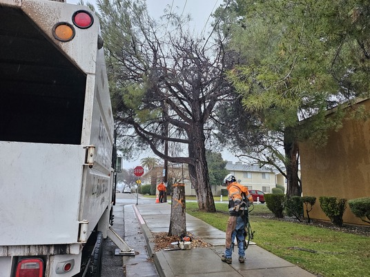 Easy Does It Tree Service Strengthens Community Roots With Free Tree Care