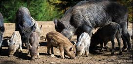 Orlando Animal Removal Services Announces Wild Hog - Feral Pig Removal Across Central Florida with an innovative Zero Risk Solution.
