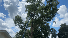 Big Fish & Little Fish Urges Homeowners to Schedule Pre-Season Tree Checks as Drought-Weakened Trees Raise Hurricane Risk in Baker County 