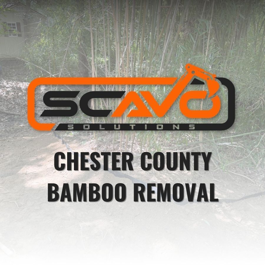Chester County Bamboo Removal Just Got Serious: Scavo Solutions Expands Services With Heavy Equipment, Hands-On Experience, and a Process Built to Actually Work
