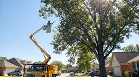 David Mummerts Tree Service Warns Unsafe Tree Removal Practices Are Increasing Storm Damage Risks