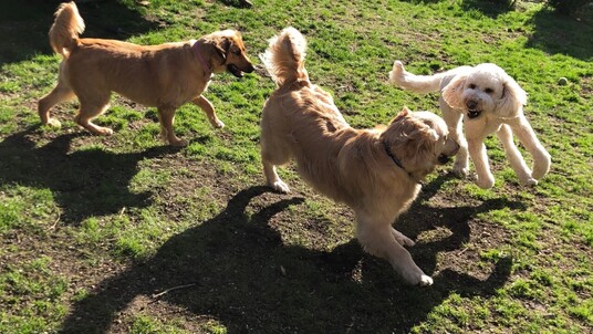 Dog Daycare Pflugerville Announces Free Dog Daycare Offers for New Clients in Pflugerville, Texas
