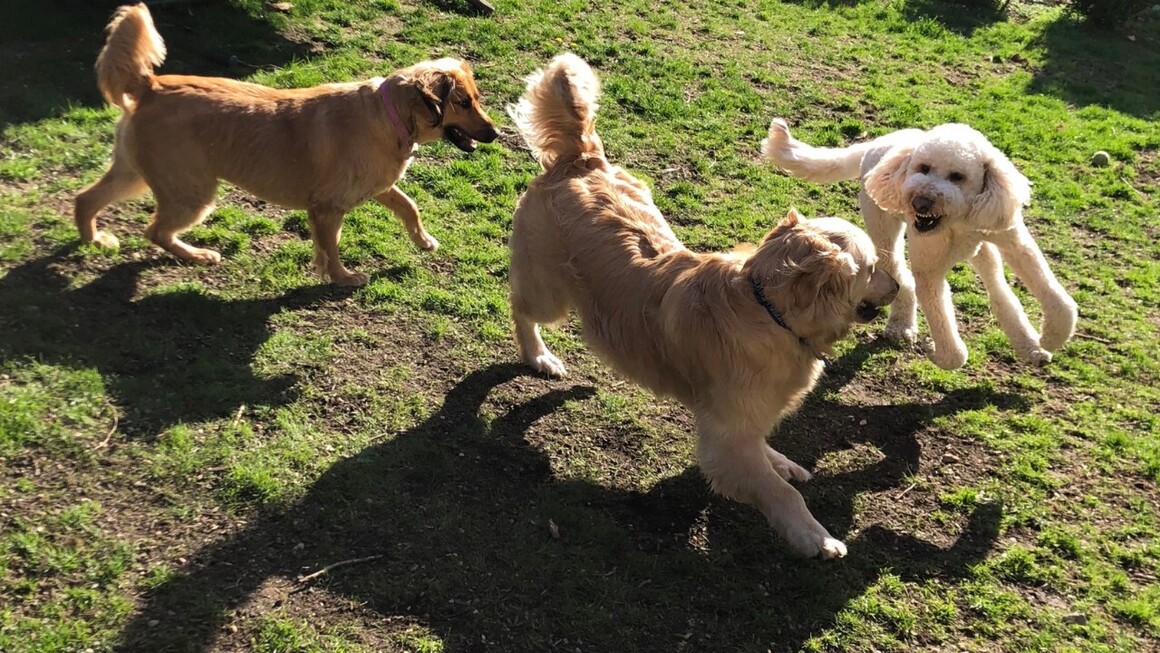 Dog Daycare Pflugerville Announces Free Dog Daycare Offers for New Clients in Pflugerville, Texas