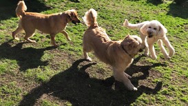 Dog Daycare Pflugerville Announces Free Dog Daycare Offers for New Clients in Pflugerville, Texas