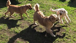Dog Daycare Pflugerville Announces Free Dog Daycare Offers for New Clients in Pflugerville, Texas