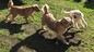 Dog Daycare Pflugerville Announces Free Dog Daycare Offers for New Clients in Pflugerville, Texas
