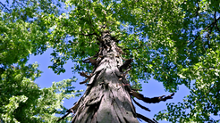 Treemendous Tree Care Helps Michigan Homeowners Identify, Choose, and Avoid the Wrong Trees
