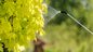 On a Mission to Keep Michigan Yards Beautiful: Longtree Tree Service Publishes a Free Box Moth Guide for Homeowners