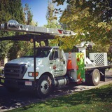 Fielding Tree Care Shares Insight on Spring Freeze Aftermath: How to Tell If Your Tree Is Actually Dead