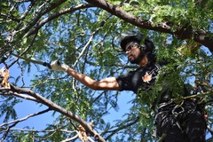 Fielding Tree Care Explains the Hidden Cost of Skipping Spring Tree Pruning in Denver